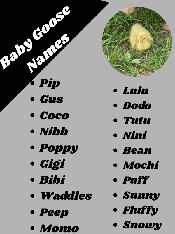 Baby Goose Names
